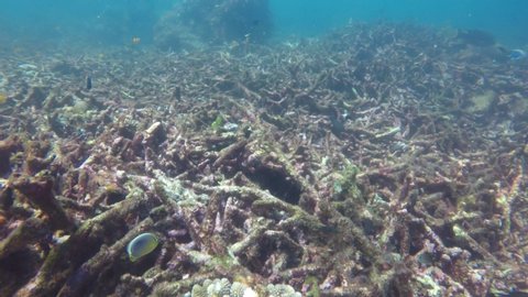 Reef damaged by coral bleaching. Climate change, ocean acidification and global warming damage coral reefs. 
