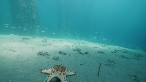 Underwater view in the seabed with sea stars on the ground and fishes swimming.