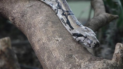 Boa imperator, largest non-venomous snake in Costa Rica, moving cautiosly within trees (Clip 12 of 14).