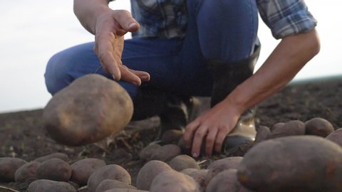 smart farming. man farmer a picks lifestyle potato crop slow motion video. agricultural harvesting concept. male commoner in red neck rubber boots during harvest