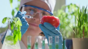 GMO geneticaly modified food concept. Female scientist biologist injecting chemicals into vegetable tomato syringe lab. Biological research genetic engineering laboratory, biotechnology, 4 K slow-mo - Powered by Shutterstock - Get 15% off with code: PIKWIZARD15
