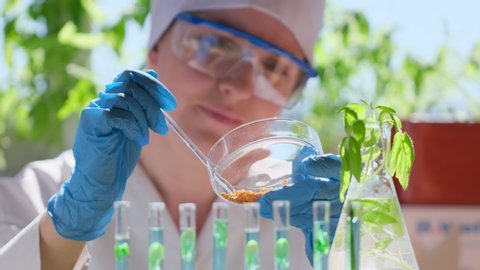 Female woman hands of microbiologist scientist biologist researcher with test tube, samples seeds plant in Petri dish lab. Biological research genetic engineering laboratory, food farming, 4 K slow-mo