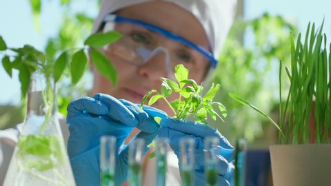 Female scientist biologist researcher testing seedling plant test tube lab. Biological agriculture research genetic engineering laboratory, seeds food farming GMO geneticaly modified food. 4 K slow-mo