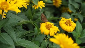 Beautiful butterfly known as the Meadow Brown (Maniola jurtina) sitting on the yellow flowers of Corn Marigold (Glebionis segetum) and sucking nectar in HD VIDEO. Close-up.