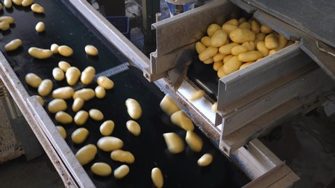 Fresh picked Potatoes moving on conveyor belts in a large sorting and packing facility. 
