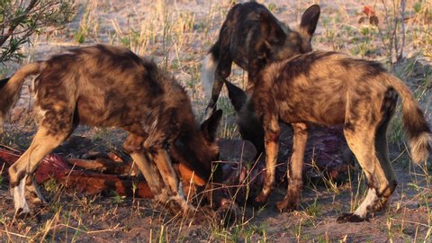 African wild dogs feeding on impala, big carnivores on the prey, Painted dogs (Lycaon pictus) from African savanna, Botswana game drive