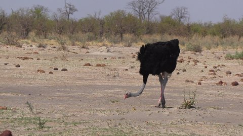 Male Ostrich in the Okavango delta, botswana safari, big bird, non-flying avian animal, wildlife of Africa