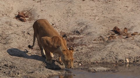 Lion drinking water in the African savanna, big cat near waterhole, lioness footage, wildlife of Africa, beautiful animal