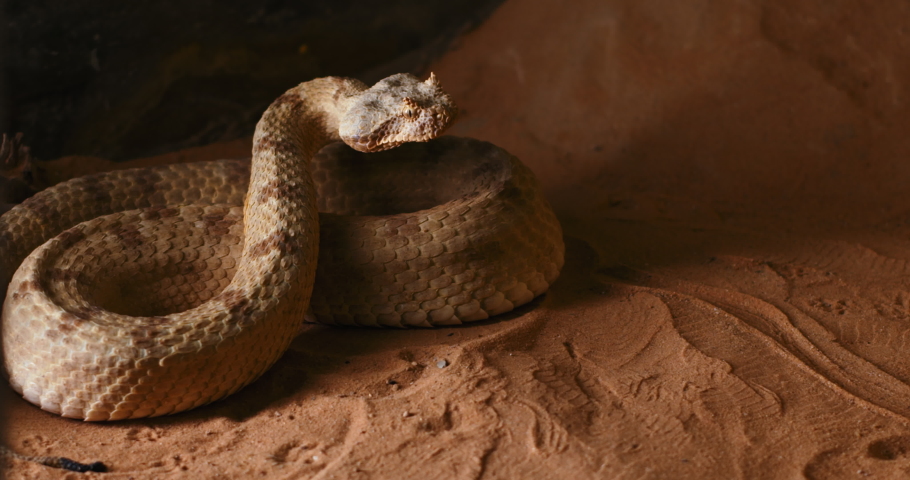 Horned viper snake looking straight forward and opening its mouth. Also known as the sidewinder (Crotalus cerastes), it is a venomous pit viper species. SLOW MOTION, BMPCC 4K.