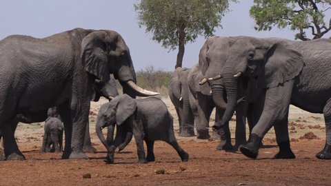 Big her of elephans of all ages in Africa, game drive in Botswana, majestic animals (Loxodont africana), safari in savanna, big 5, endangered herbivores