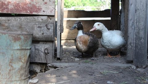 
Domestic ducks walk in the barn. Domestic bird.