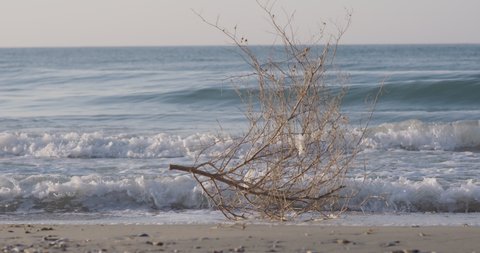 A broken tree branch with a plastic bag on it floating on the sea waves