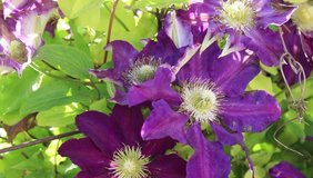 Clematis flower close-up. Green leaves sway in the wind.