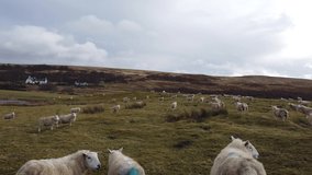 4K tracking shot of Scottish countryside showing roadside, trees, sky, mountains, sheeps and lake