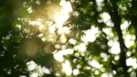 Summer concept of abstract blurred background. Sun getting through trees foliage. Slow motion shot