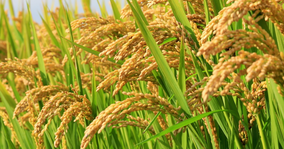 Ripe rice in the countryside farm,autumn harvest season.the ear of rice sways in the wind. Royalty-Free Stock Footage #1052989643
