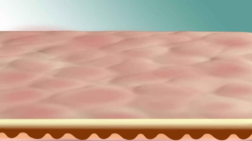 Layer of skin Used to make skin protection illustrations | Shutterstock HD Video #1052989766