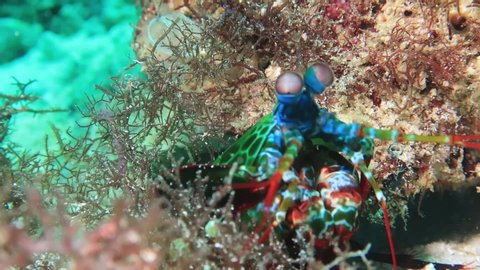 Close up of Peacock Mantis Shrimp. Tropical underwater word. Philippines. Bohol.