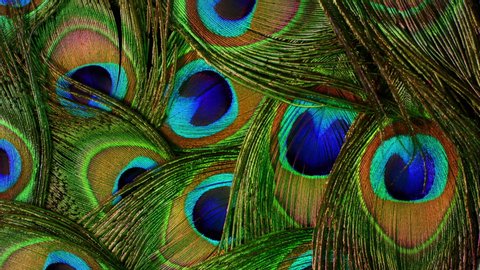 Very beautiful peacock feathers. Natural rotating colorful pattern. Macro close-up view. 4k. Can be used as transitions, added to projects