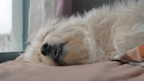 Lovely mixed breed dog sleeping deep sweet on bed. Cute sleepy face.. Pet care and animals concept.