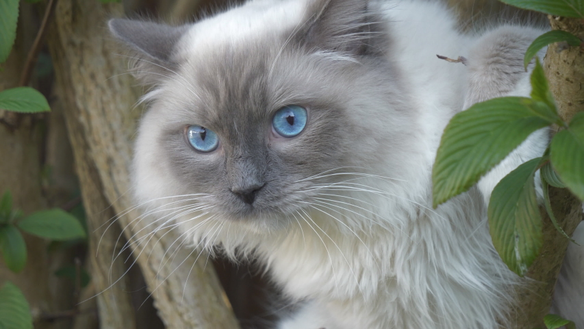 A close-up view of a ragdoll kitten sitting on a branch.