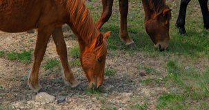 Brown Horse close up grazing on a green field with other horses. Video in high quality 4K resolution