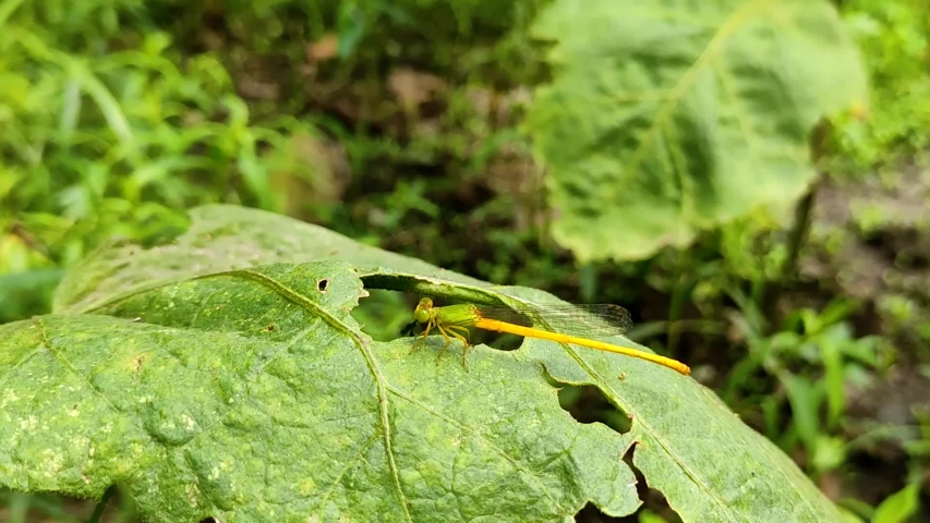 This little grasshopper name is Ceriagrion coromandelianum. And Tha little grasshopper is sitting on the green grass.