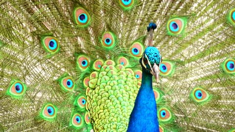 Close Up Beautiful Peacock Bird Bright Blue Green Vibrant Feather Peafowl