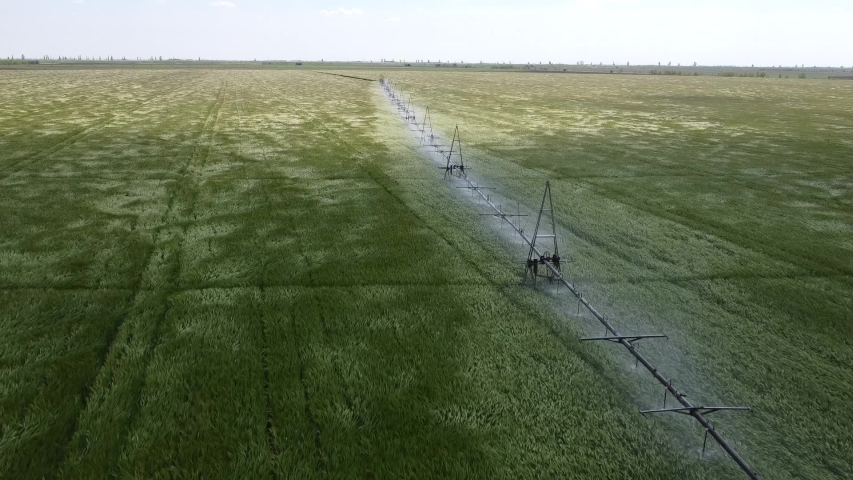 Strong wind wheather. Green barley field. The irrigation system. Aerial