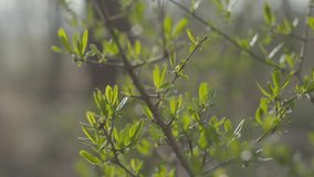 4K Footage close up of small leaves in forest (Raw/ungraded)