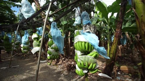 Innovation system at banana farm. Bunches of banana hanging to Banana packaging process. Food industry at Davao, Philippines