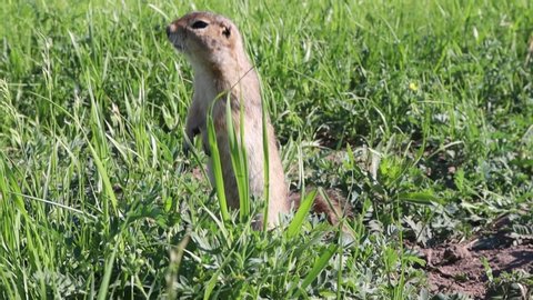 Cute ground Gopher in the grass and looking at camera.