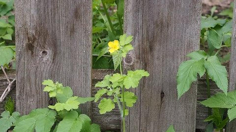 Chelidonium with yellow flowers in the garden in spring against a fence background. Medicinal plant for use in cosmetology and alternative medicine.