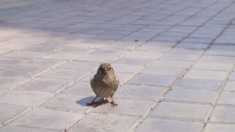 A young sparrow sitting on a pavement street in the city.