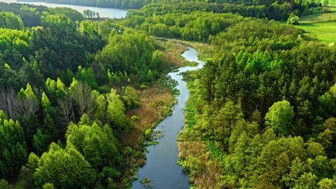 Aerial view of green forest and river in summer, Poland