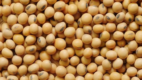 Raw soy bean seed food organic top view texture ,High in fiber, Helps prevent cancer, supplementary food, Protein healthy food, video footage.