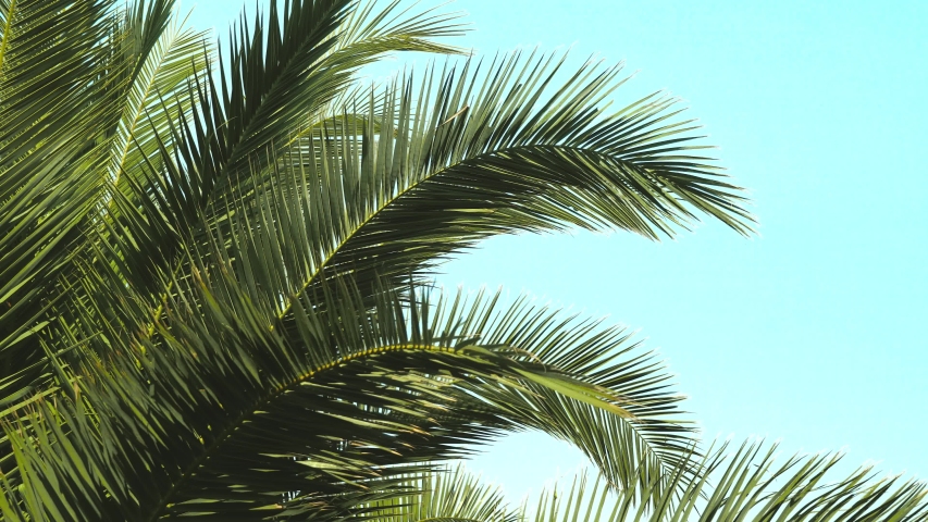 Date Palm Tree With Ripe Fruits And Branches Moving in The Wind, Leaf Palm Tree On Blue Sky - 4K Video | Shutterstock HD Video #1053006392
