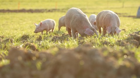 Free range domestic Pigs eating on a meadow in an organic meat farm