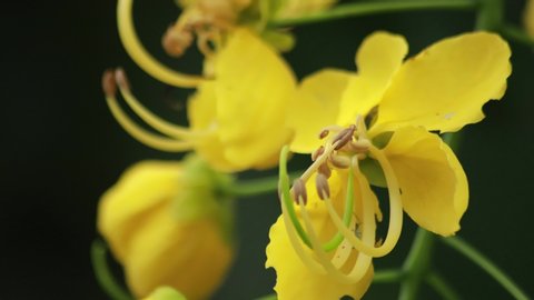 Beautiful Cassia fistula flower or Golden shower in the garden, Thailand's national flower. Blooming flowers in the summer.