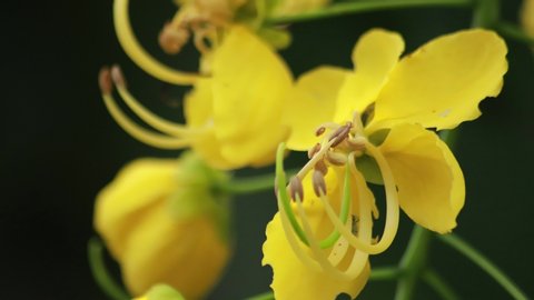 Beautiful Cassia fistula flower or Golden shower in the garden, Thailand's national flower. Blooming flowers in the summer.