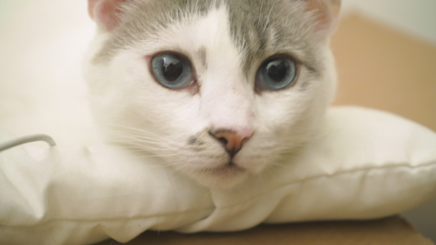 A beautiful white and gray cat with big, bright, and blue eyes rests its head on a pillow as it sniffs the air.