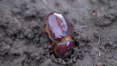 Summer May beetle (Amphimallon solstitiale) creeps on ground, macro view