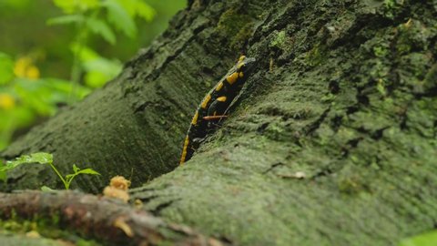 The fire salamander (Salamandra salamandra) walking on roots of tree.