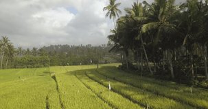 Aerial view of rice filed at ocean coastline,Bali,Indonesia