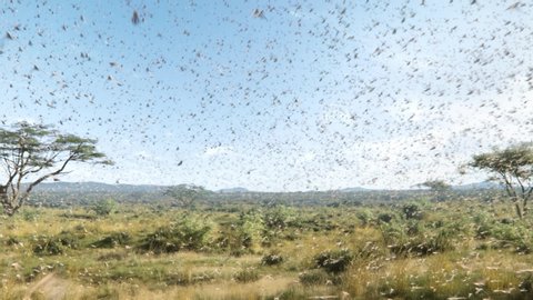 A swarm of locusts flying across fields, threatening food supply of human, a plague of locusts in Africa