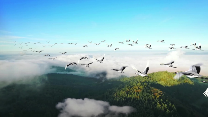 A flock of cranes flying under blue sky, migratory birds, panorama, diagonal composition | Shutterstock HD Video #1053019964