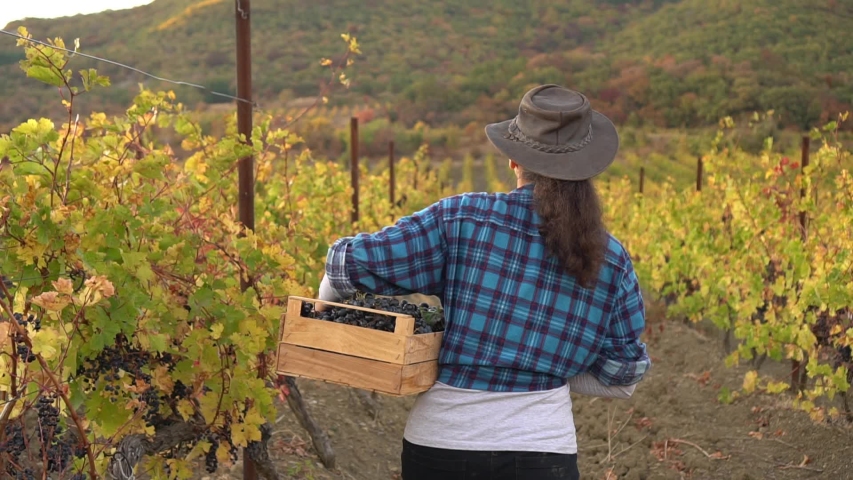 Rural lifestyle. Adult woman harvesting grapes in vineyard during wine harvest season in autumn. The harvesting. Farm winery. Grape Picking. Woman winemaker and vineyard owner. Family small business Royalty-Free Stock Footage #1053020570