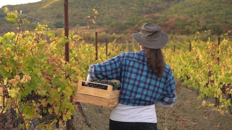 Rural lifestyle. Adult woman harvesting grapes in vineyard during wine harvest season in autumn. The harvesting. Farm winery. Grape Picking. Woman winemaker and vineyard owner. Family small business