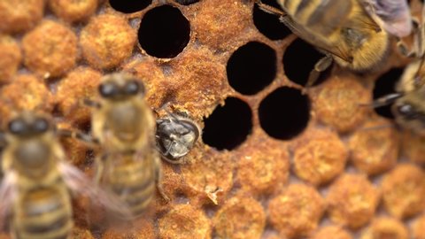 Honey Bee Brood, honeycomb. Brood care. The Birth of a Bee. Worker bee emerging from cell. The Honey Bee Life Cycle. Sustainable living