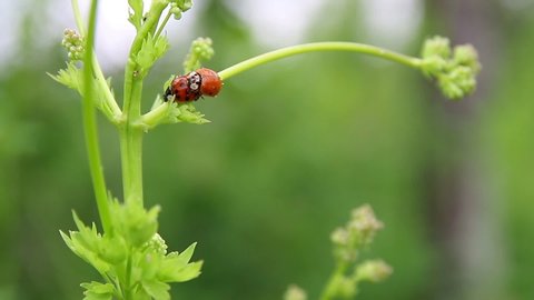 Ladybird beetle (Harlequin Ladybird)  couple mating on green wild vegetation